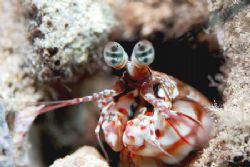 Eyes for you..........
Mantis Shrimp, Taken at Kahe poin... by Stuart Ganz 